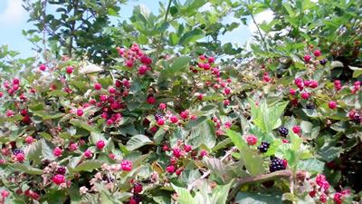 Blackberries in Millwood WV photo 1