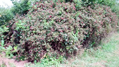 Blackberries in Millwood WV photo 5