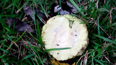 Hedge apples in Millwood WV photo 2