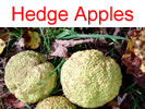 Hedge Apples in Millwood, WV